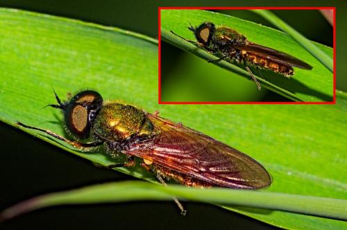 Chloromyia formosa